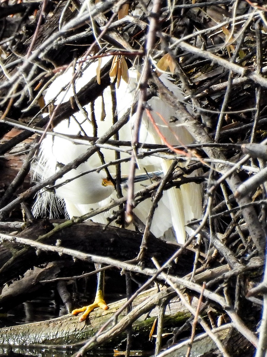 Snowy Egret - ML646984925