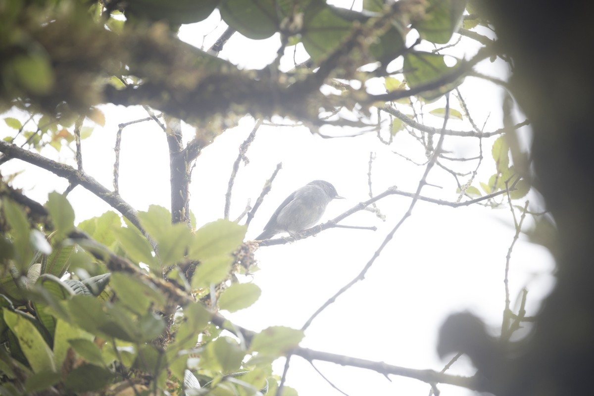 Slaty Flowerpiercer - ML646984926