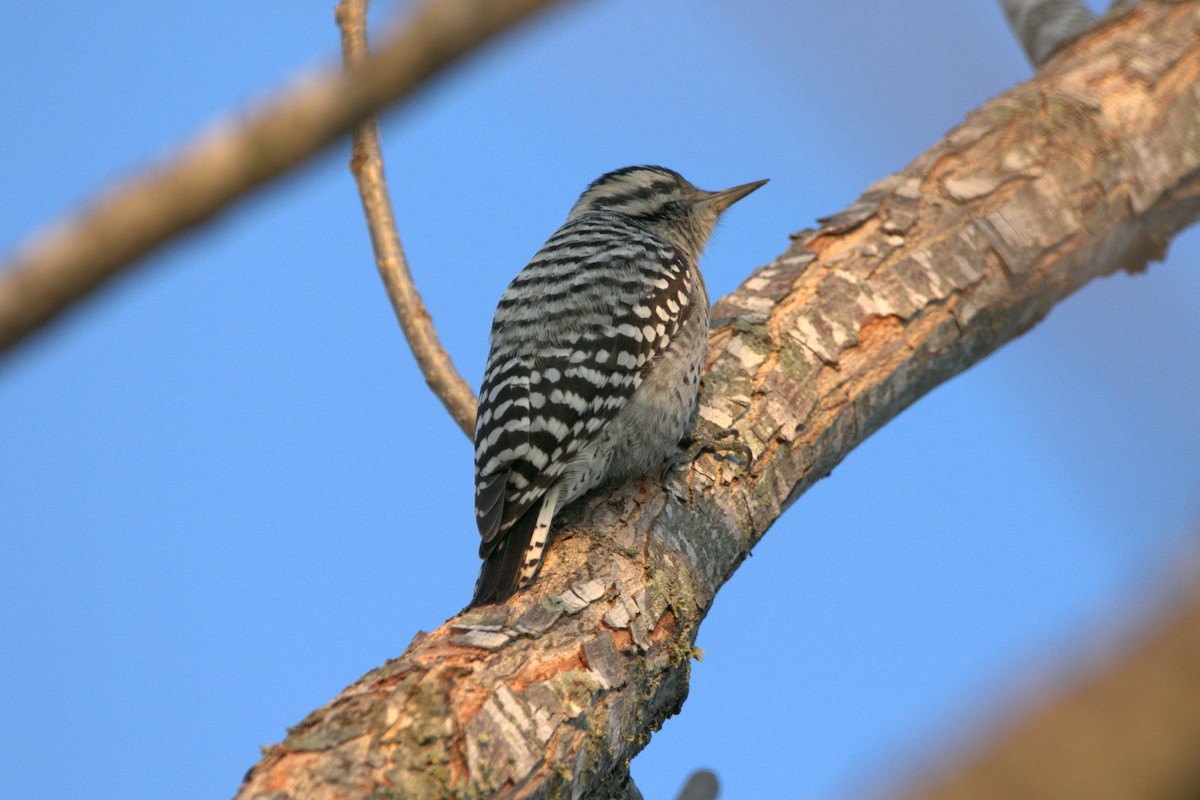 Ladder-backed Woodpecker - ML646984927