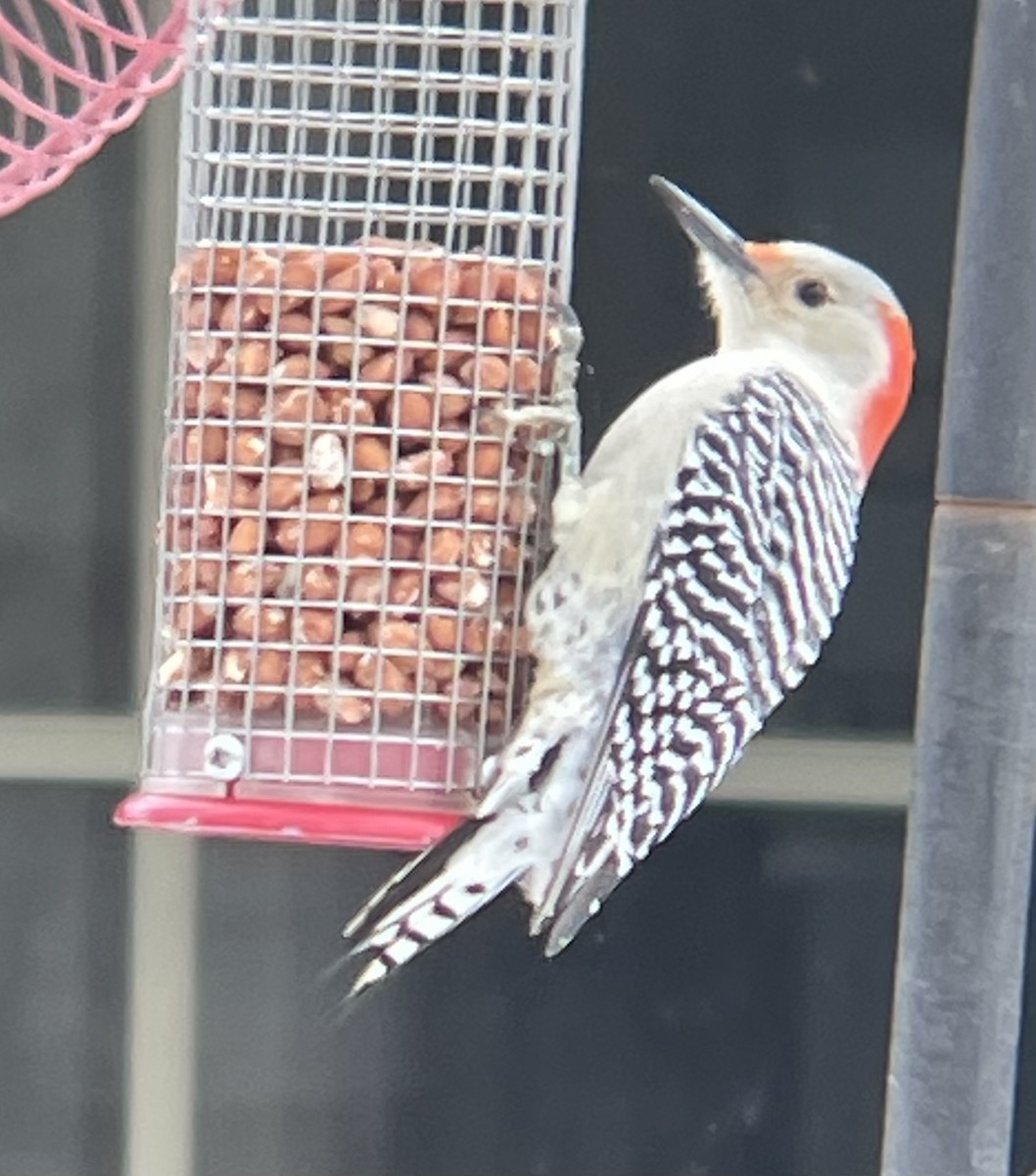 Red-bellied Woodpecker - ML646984935