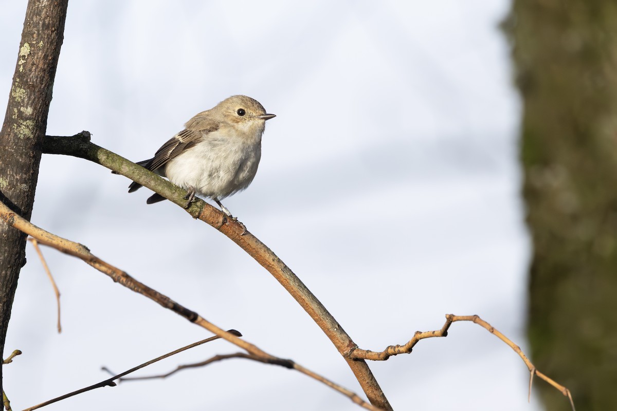 Trauerschnäpper - ML646984936