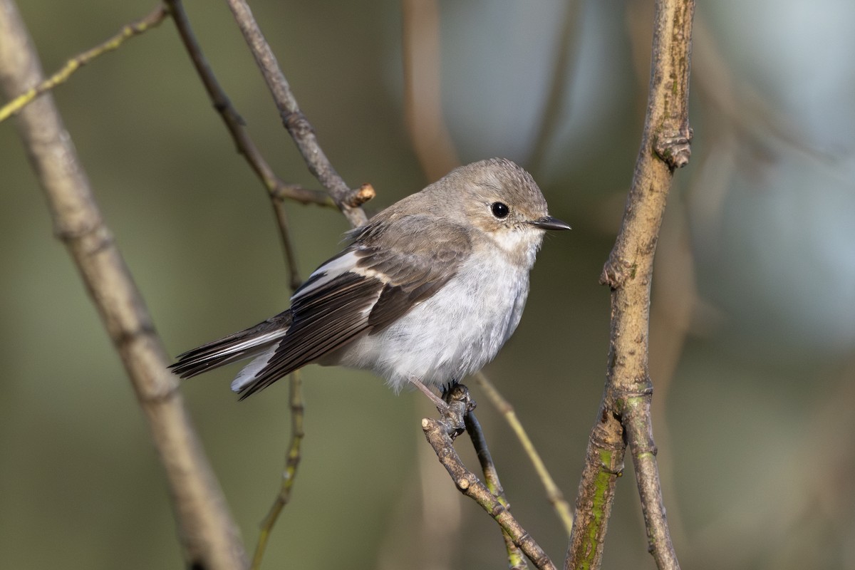 Trauerschnäpper - ML646984937