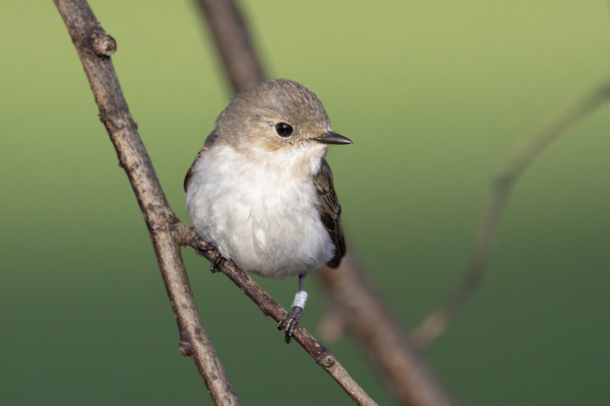 Trauerschnäpper - ML646984938