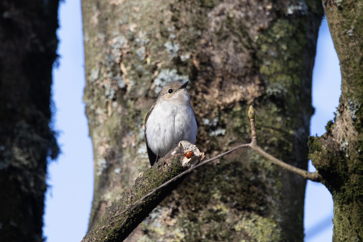 Trauerschnäpper - ML646984939