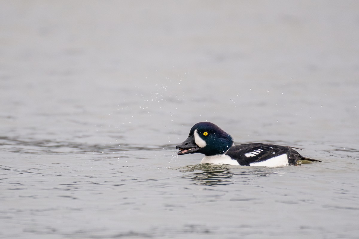 キタホオジロガモ - ML646984941