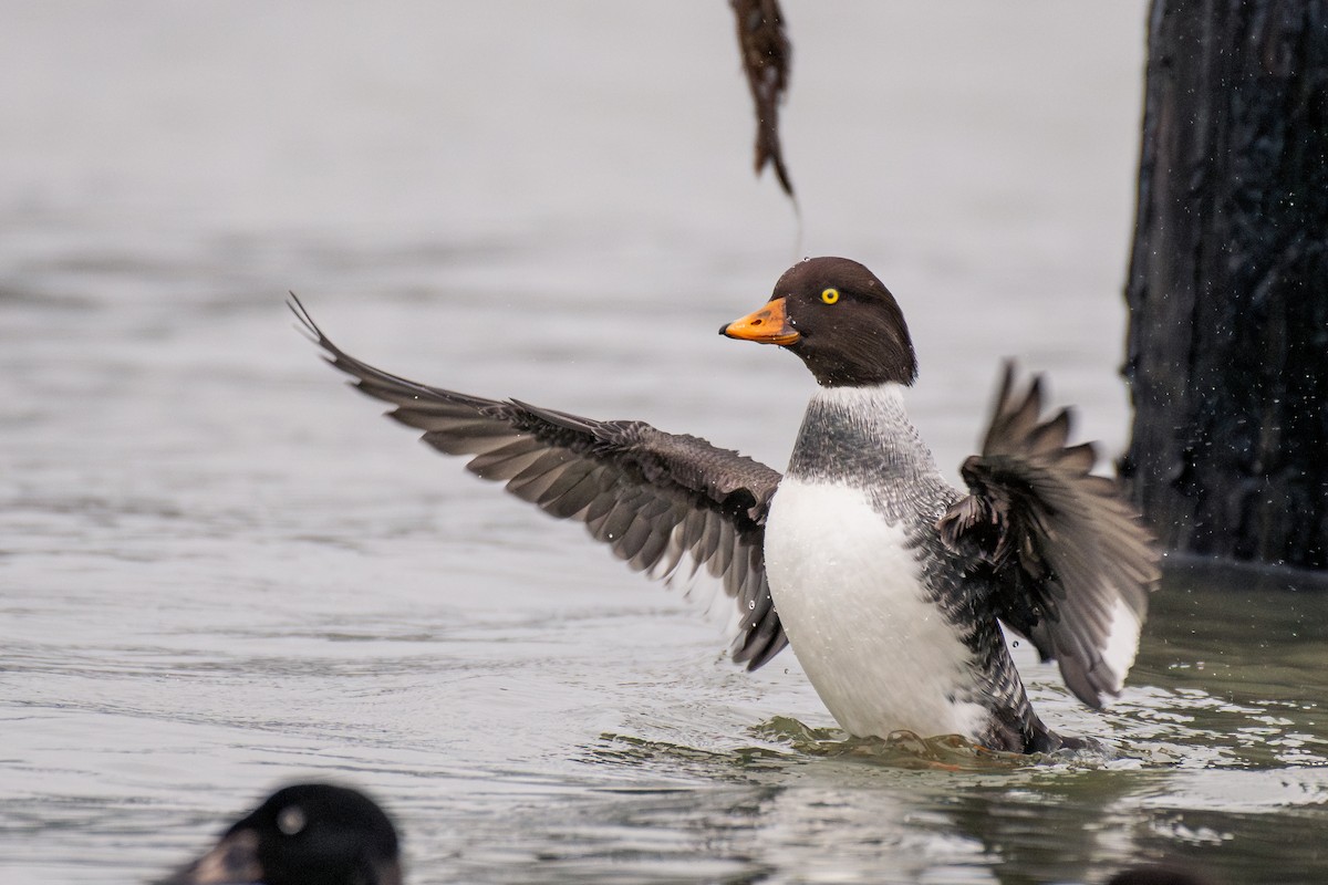 キタホオジロガモ - ML646984942