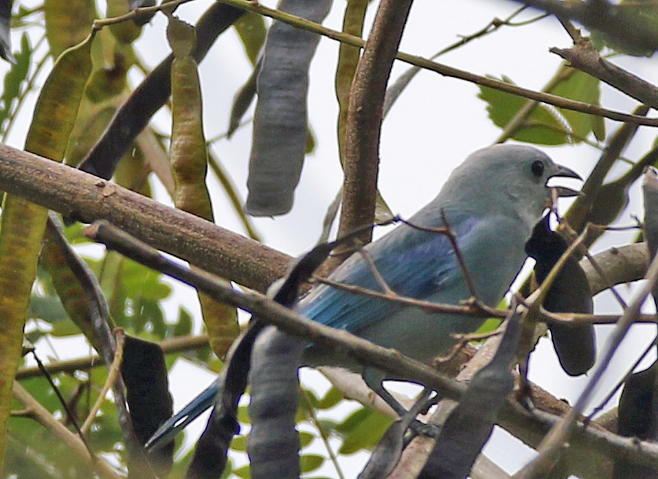 Bischofstangare - ML646984944