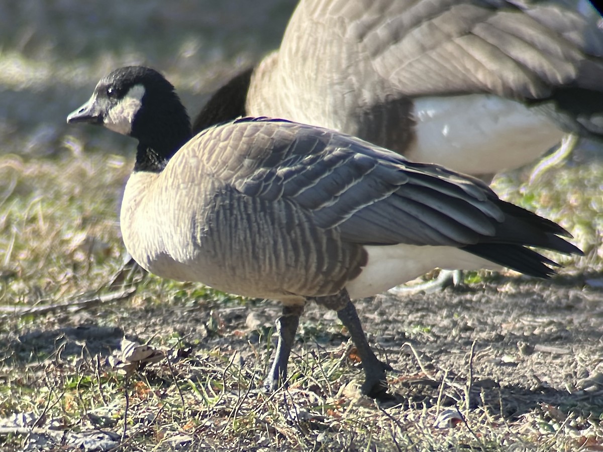 Zwergkanadagans - ML646984946