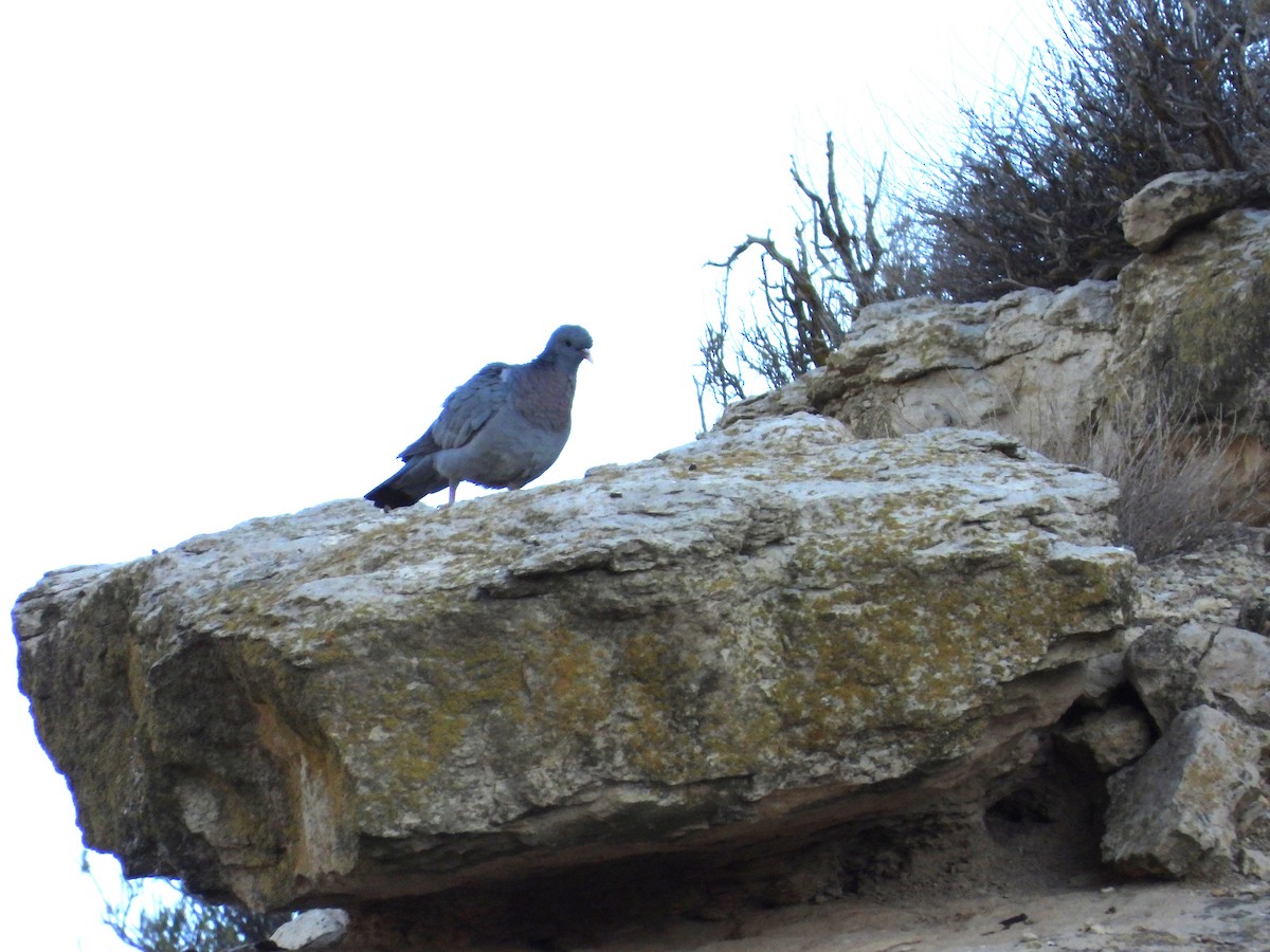 Hohltaube - ML646984947