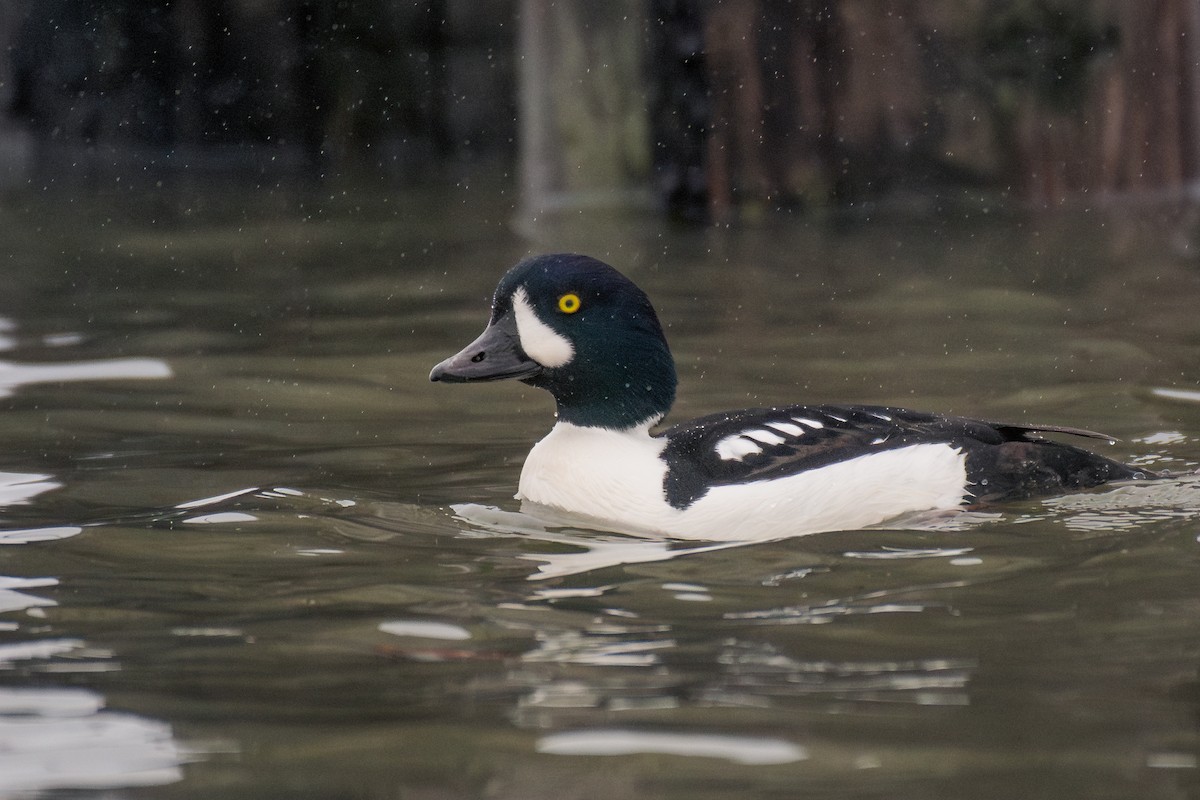 Spatelente - ML646984948