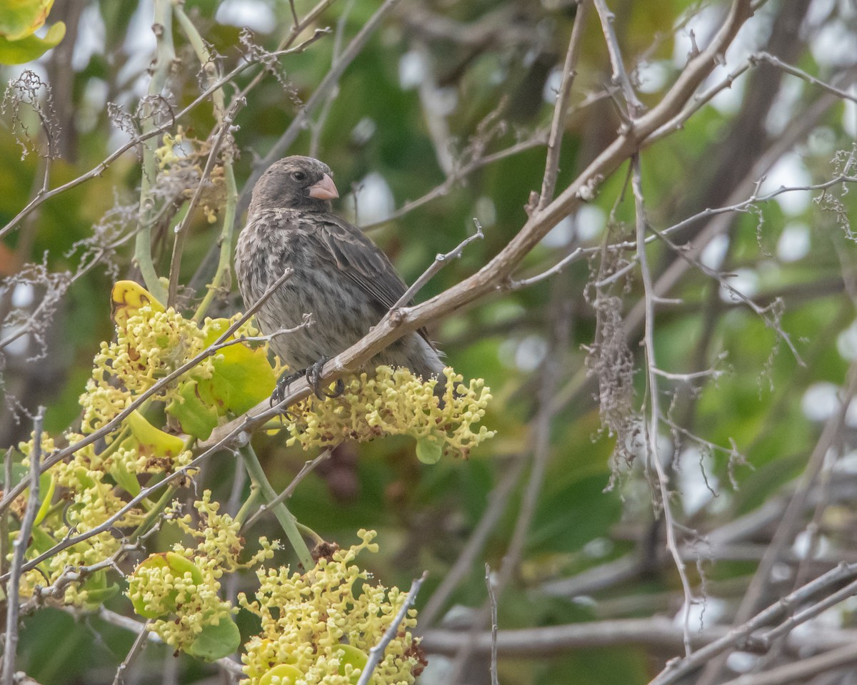 Kleingrundfink - ML646984952