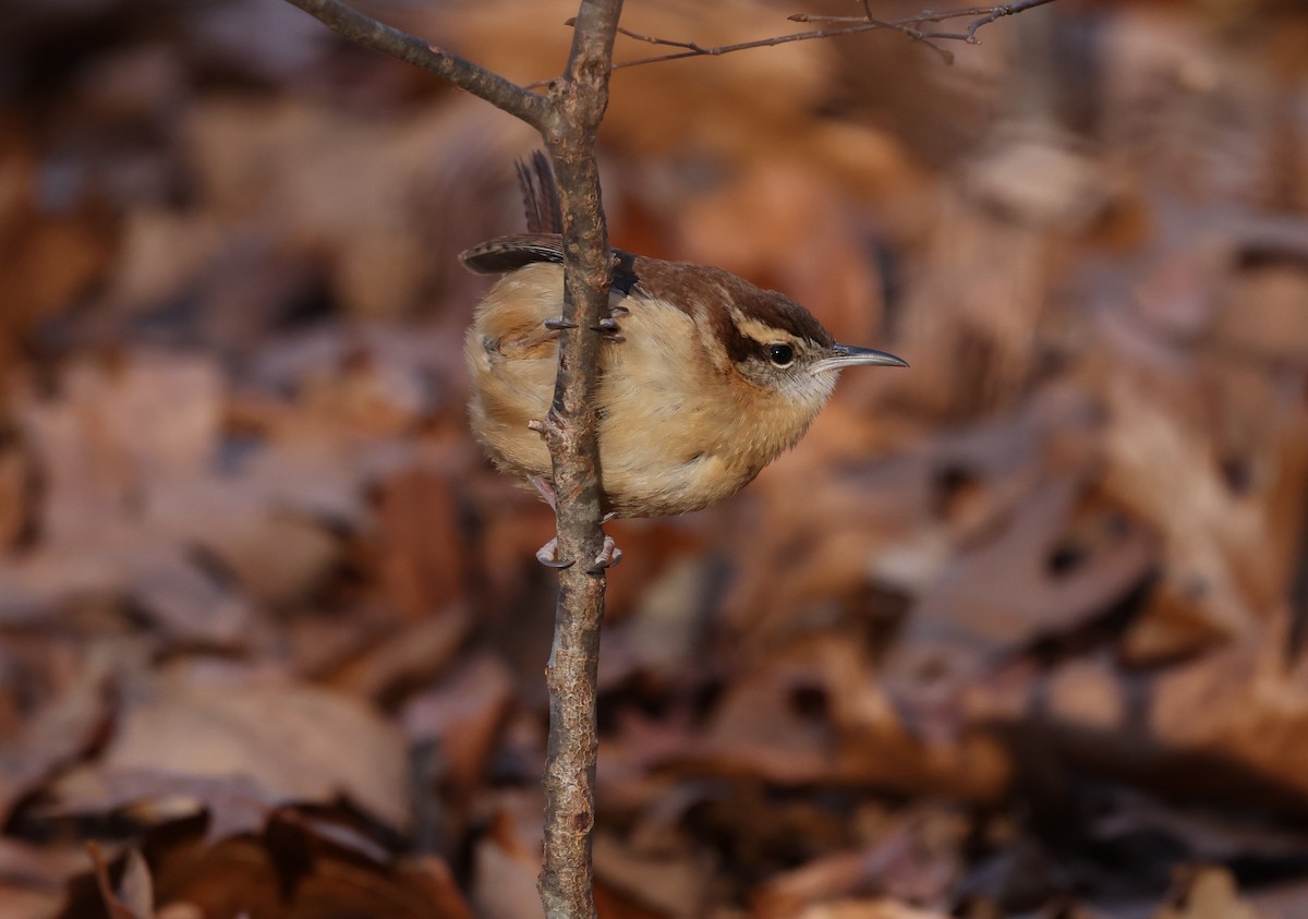 Carolinazaunkönig - ML646984954