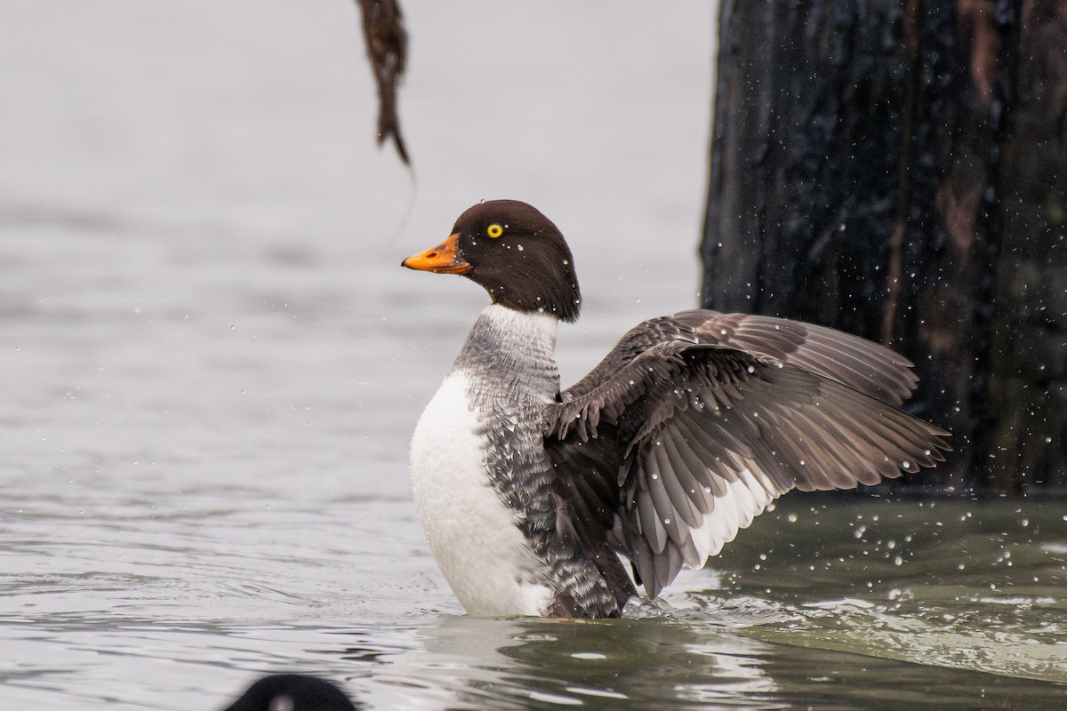 Spatelente - ML646984955