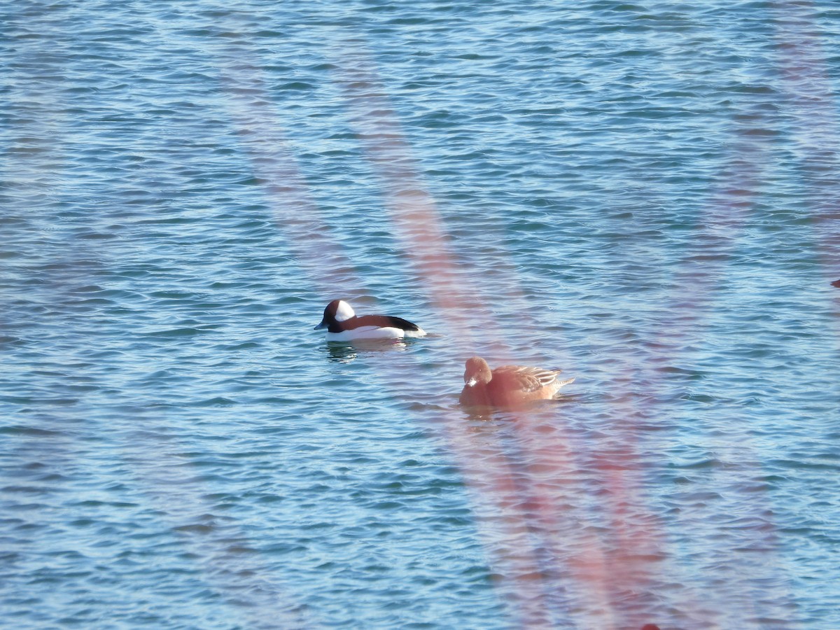 Kanadapfeifente - ML646984957