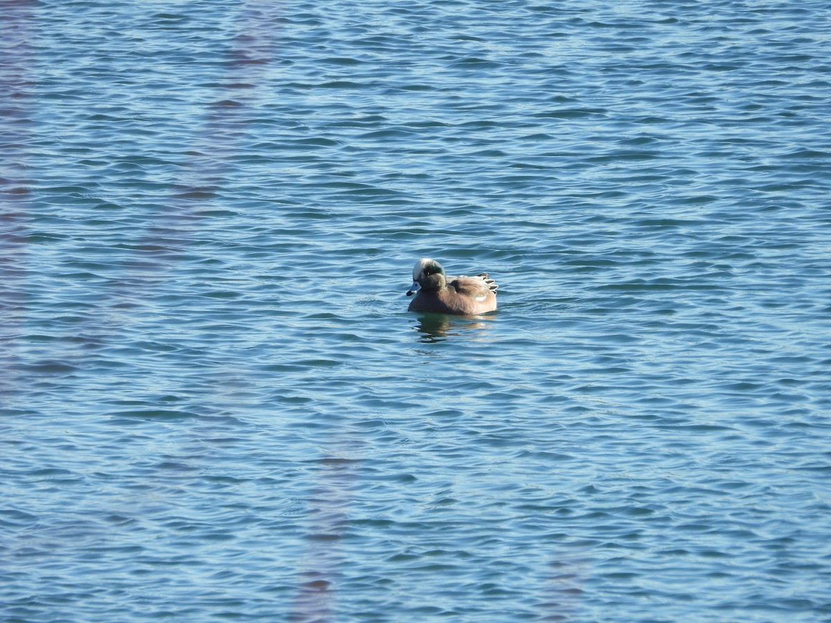 Kanadapfeifente - ML646984958