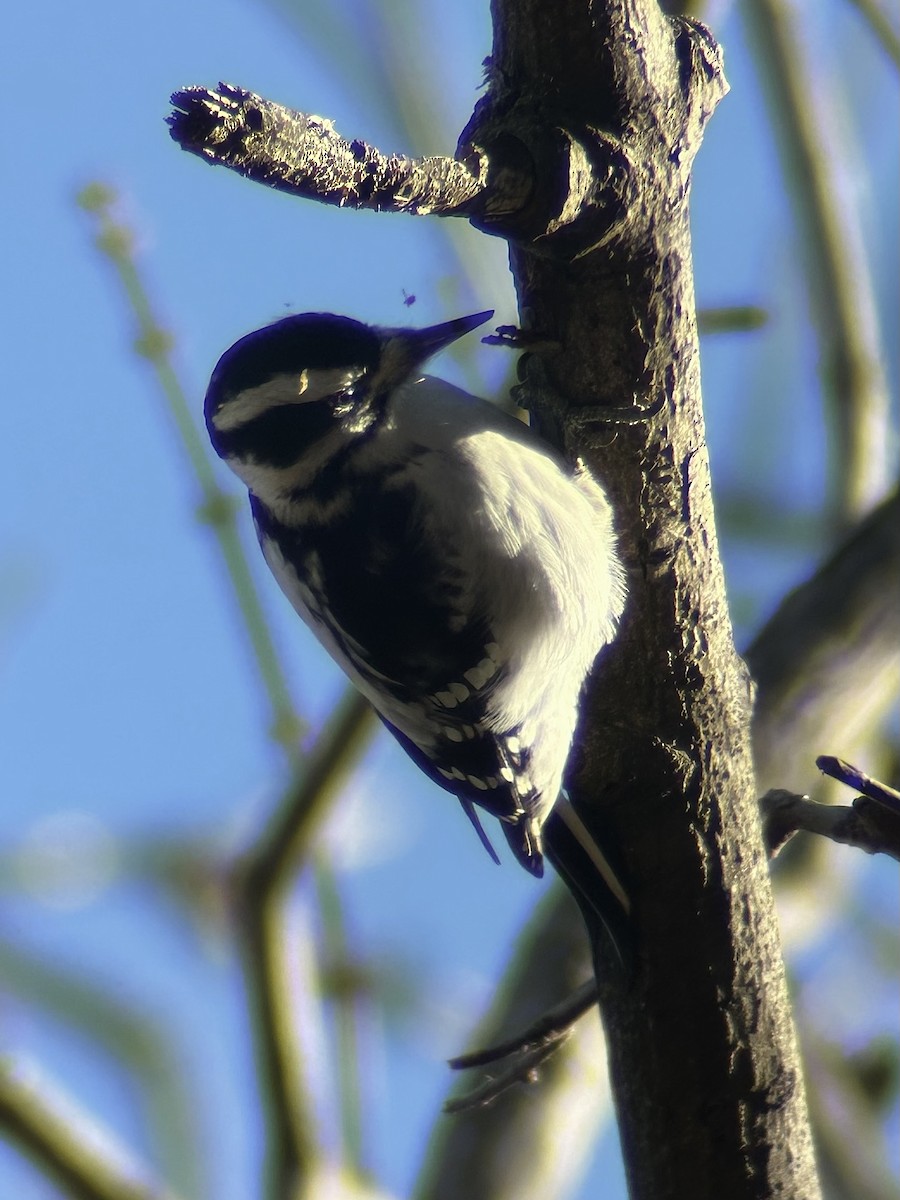 Haarspecht - ML646984959