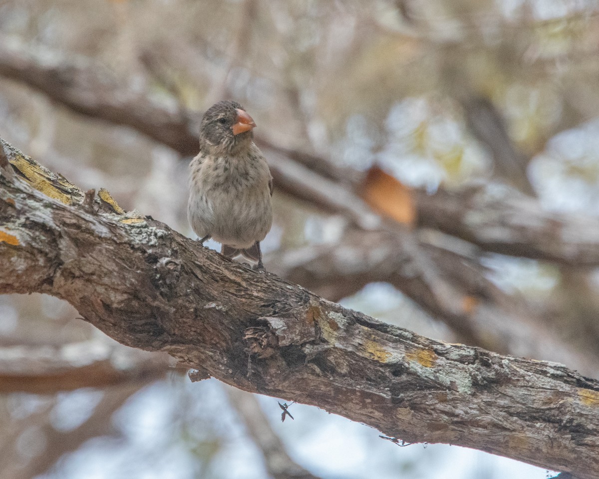 Mittelgrundfink - ML646984960