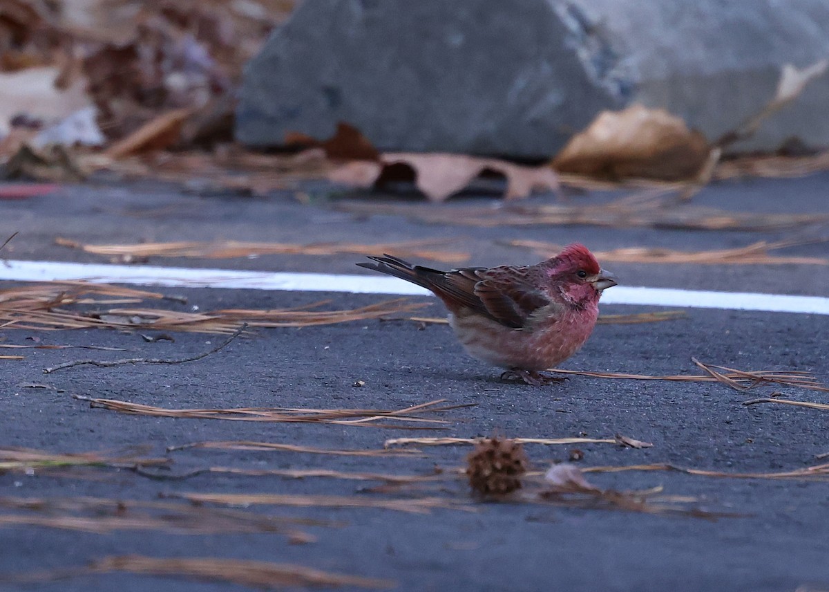 Purpurgimpel - ML646984963