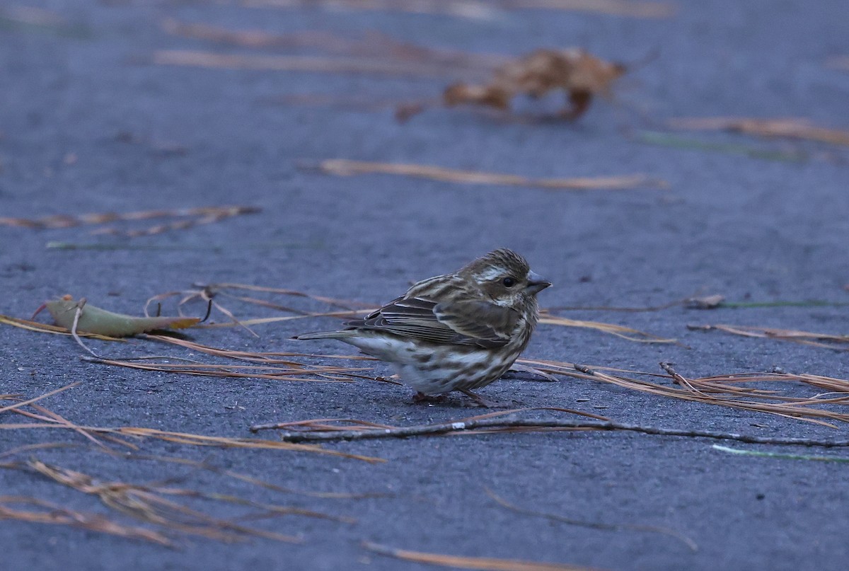 Purpurgimpel - ML646984964