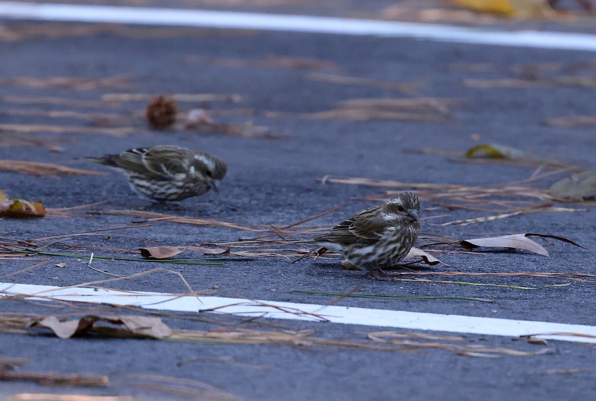 Purpurgimpel - ML646984965