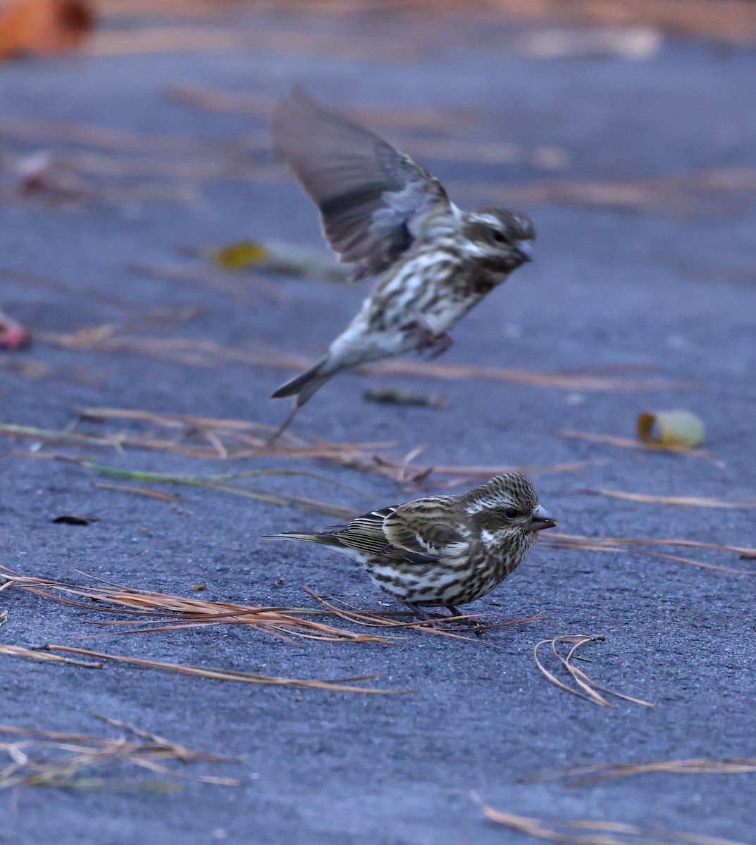 Purpurgimpel - ML646984966