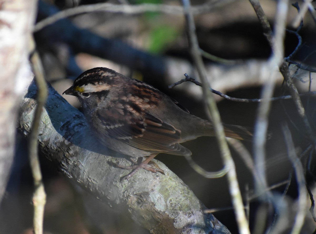 Weißkehlammer - ML646984967