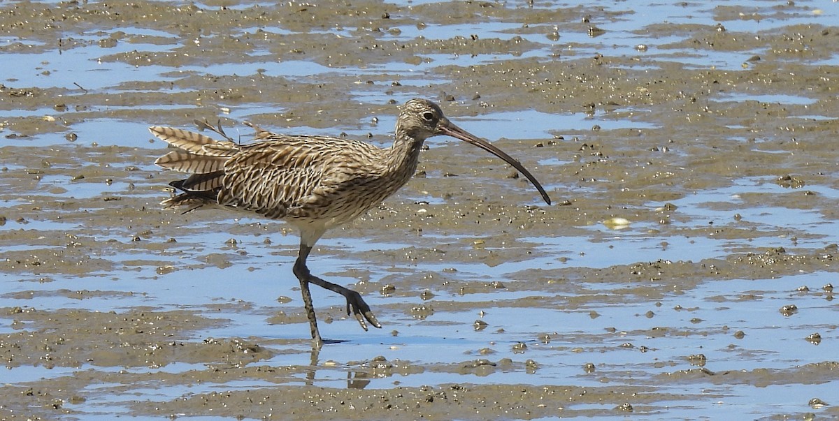 Isabellbrachvogel - ML646984968