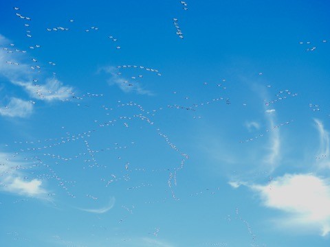 Schneegans - ML646984969