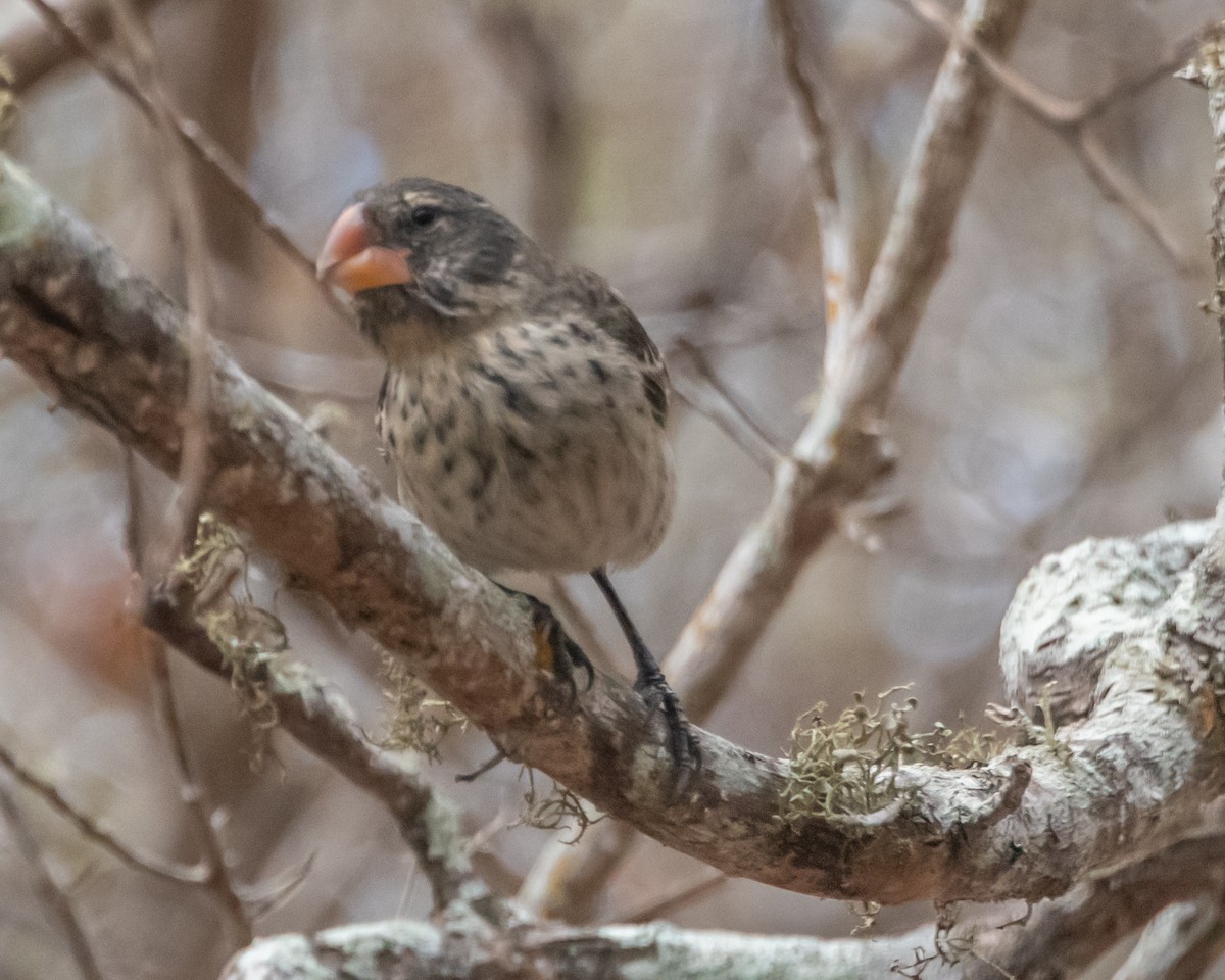 Mittelgrundfink - ML646984970