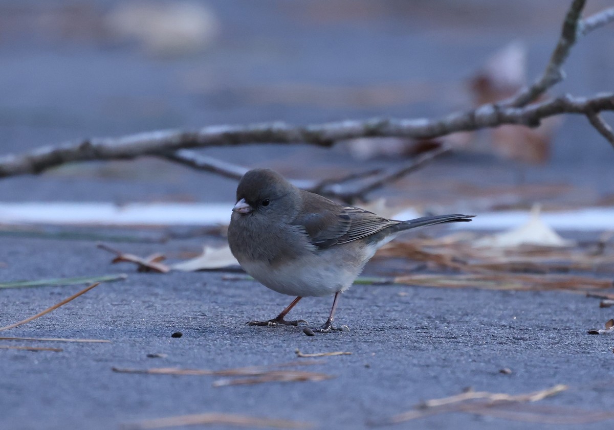 Winterammer - ML646984975