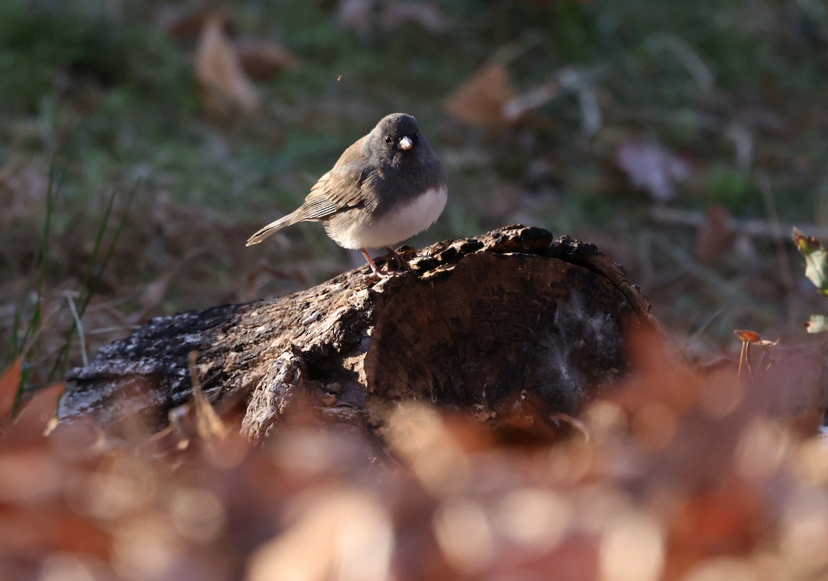 Winterammer - ML646984976