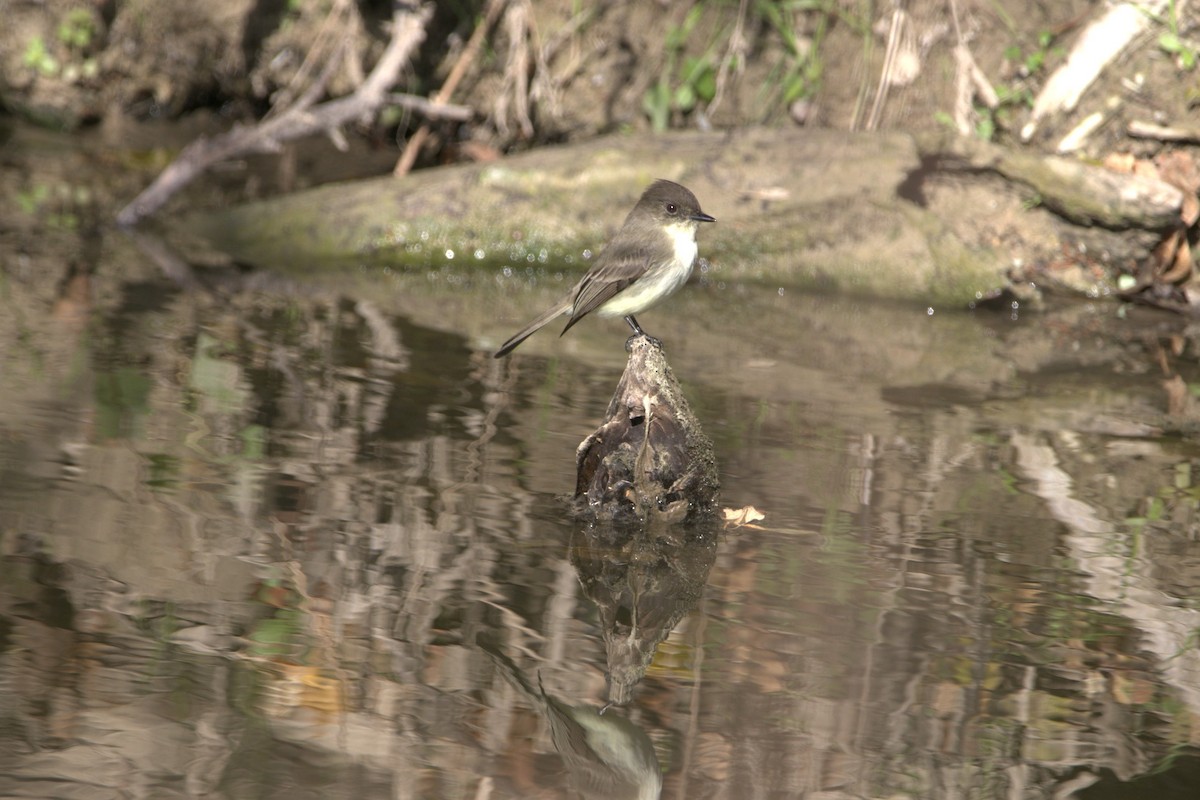 Weißbauch-Phoebetyrann - ML646984977