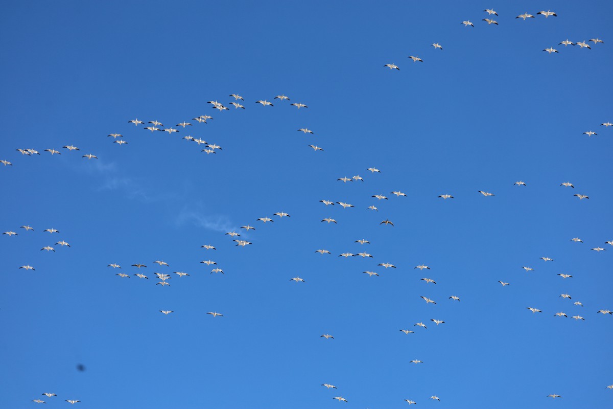 Schneegans - ML646984979