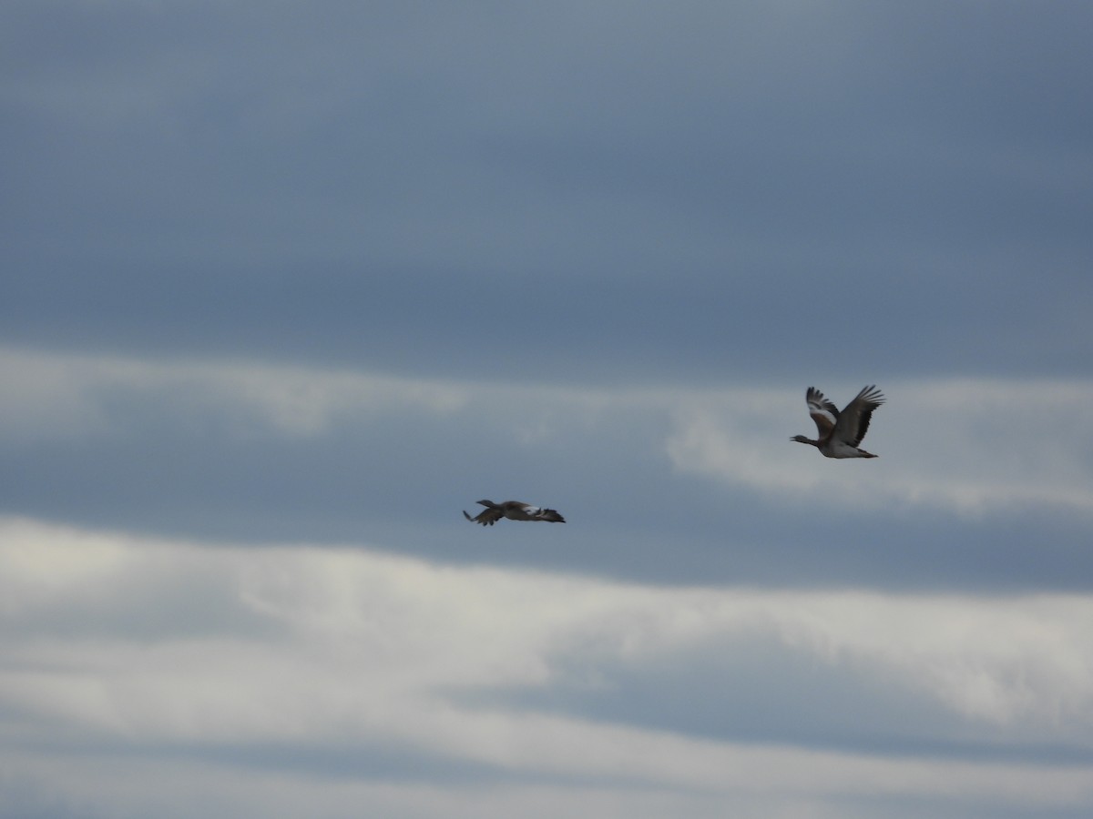 Großtrappe - ML646984983