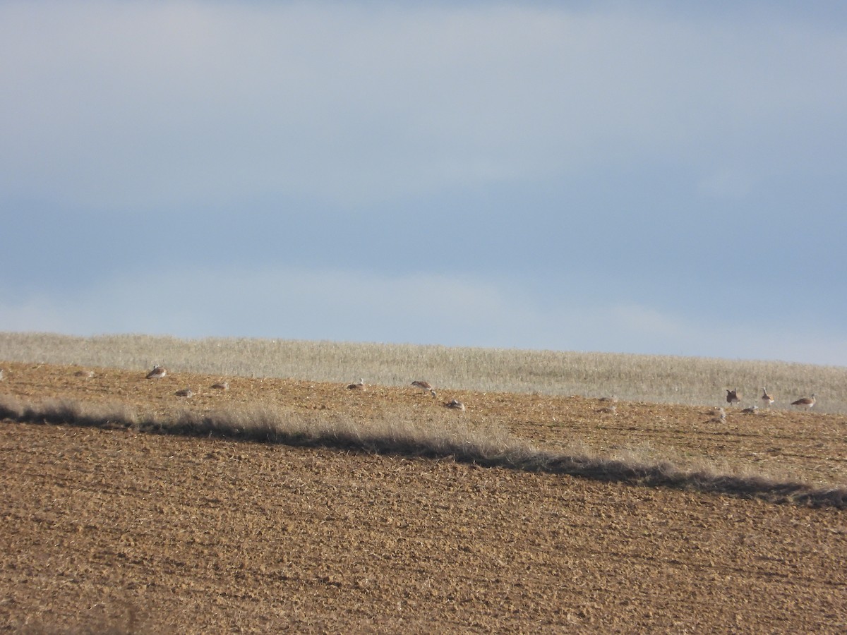 Großtrappe - ML646984984