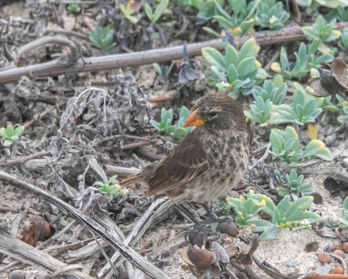 Common Cactus-Finch - ML646984985