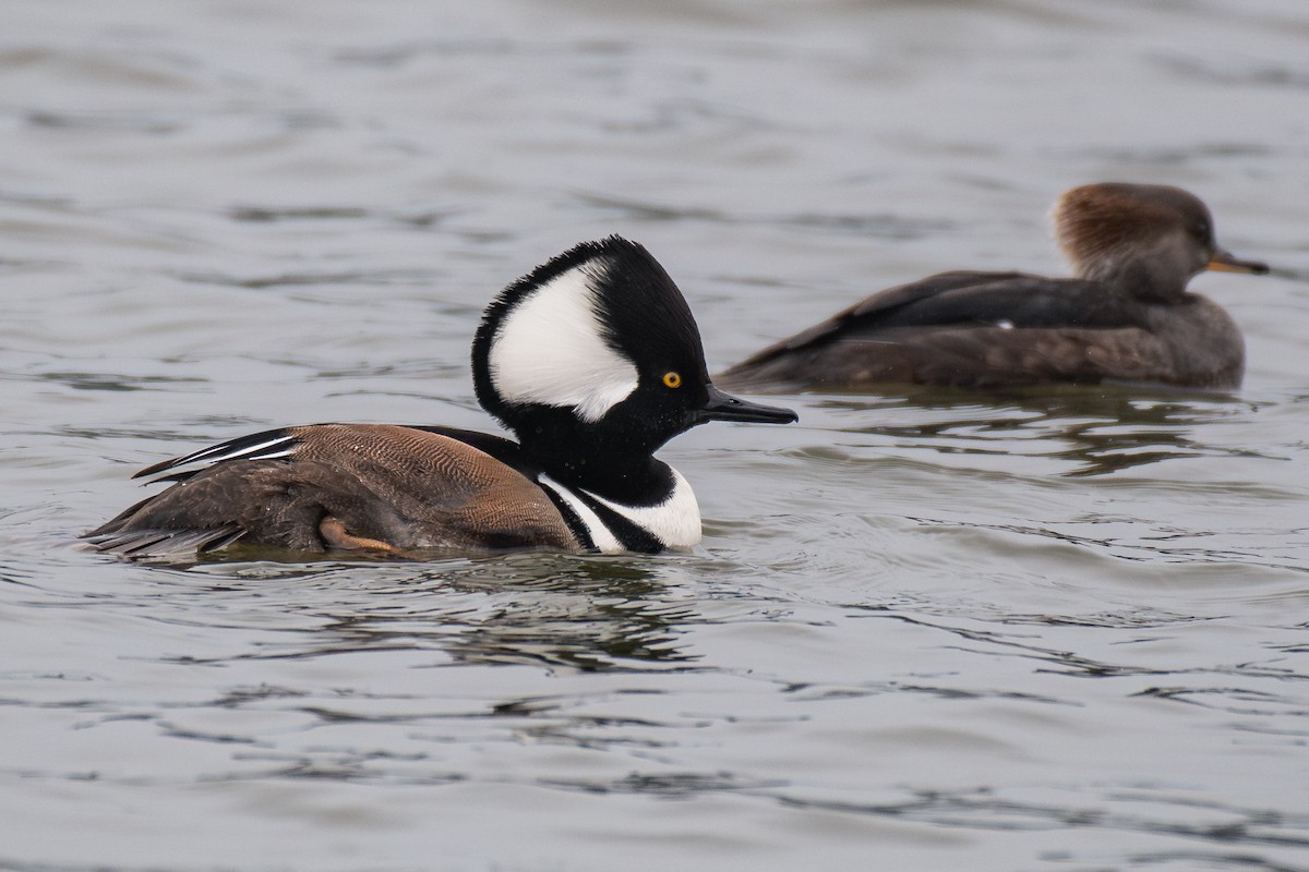 Hooded Merganser - ML646984988