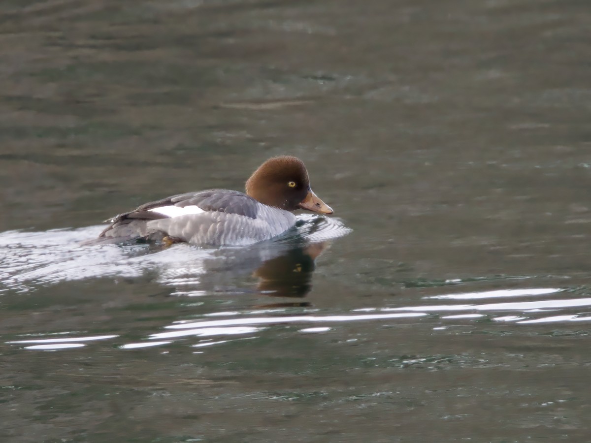 kvinand - ML646984990