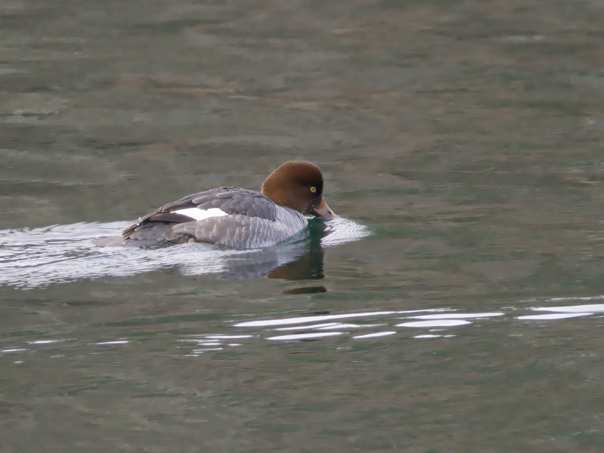 kvinand - ML646984991