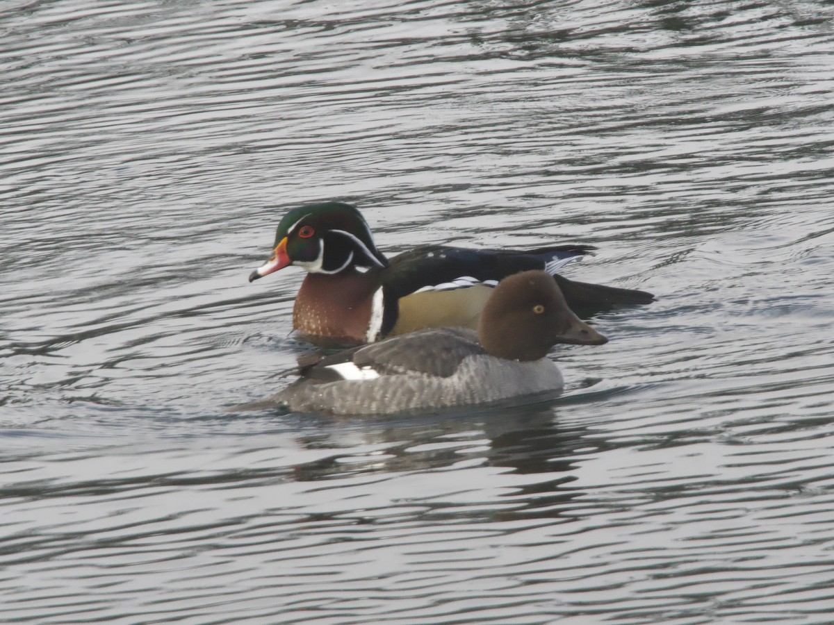 kvinand - ML646984993