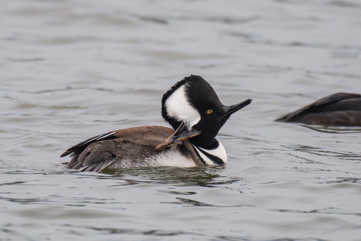 Hooded Merganser - ML646984995
