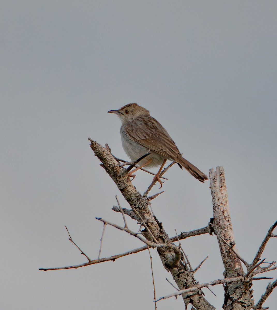 アフリカセッカ - ML646984996