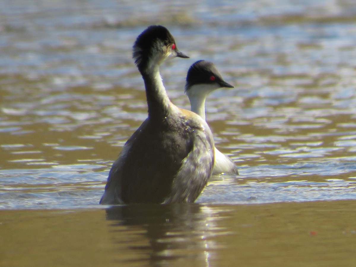 Txilinporta hauskara - ML646984998