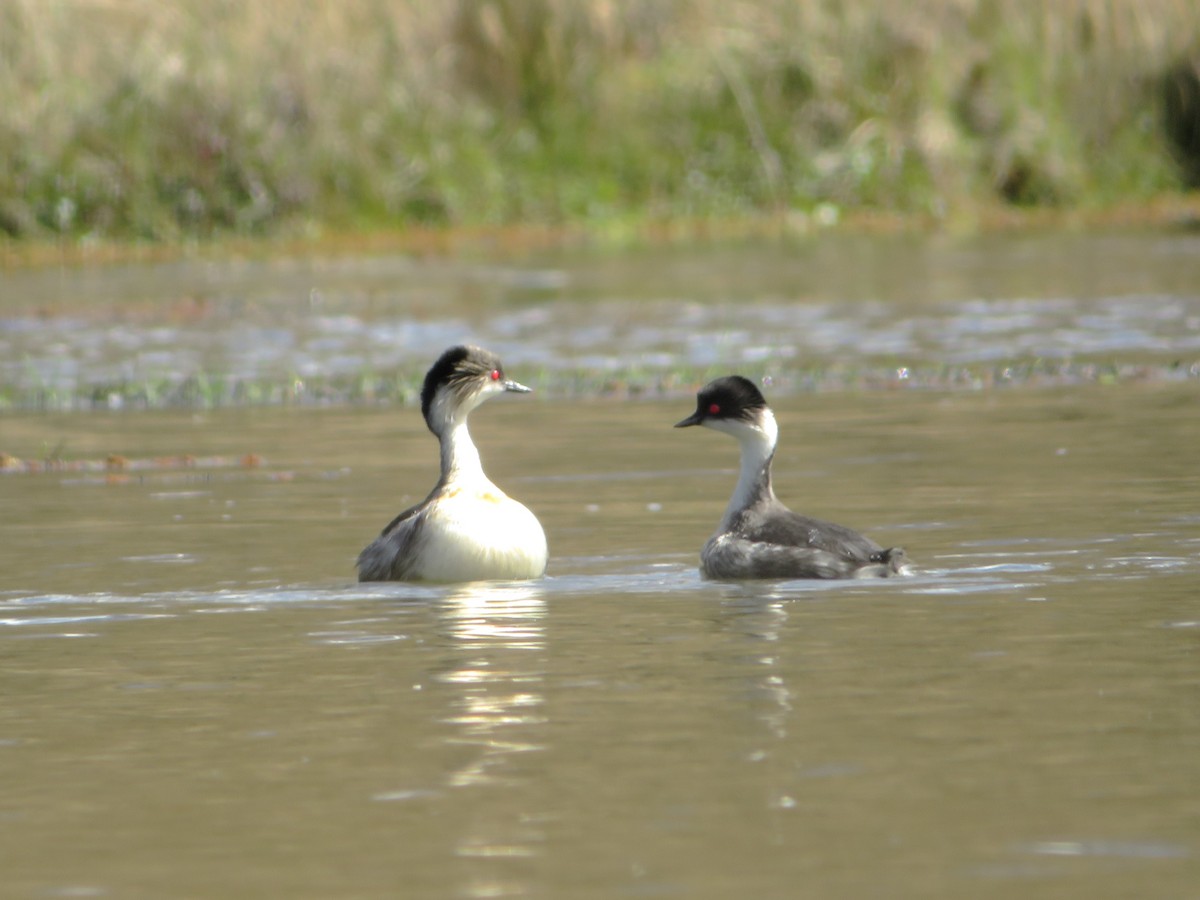 Txilinporta hauskara - ML646984999