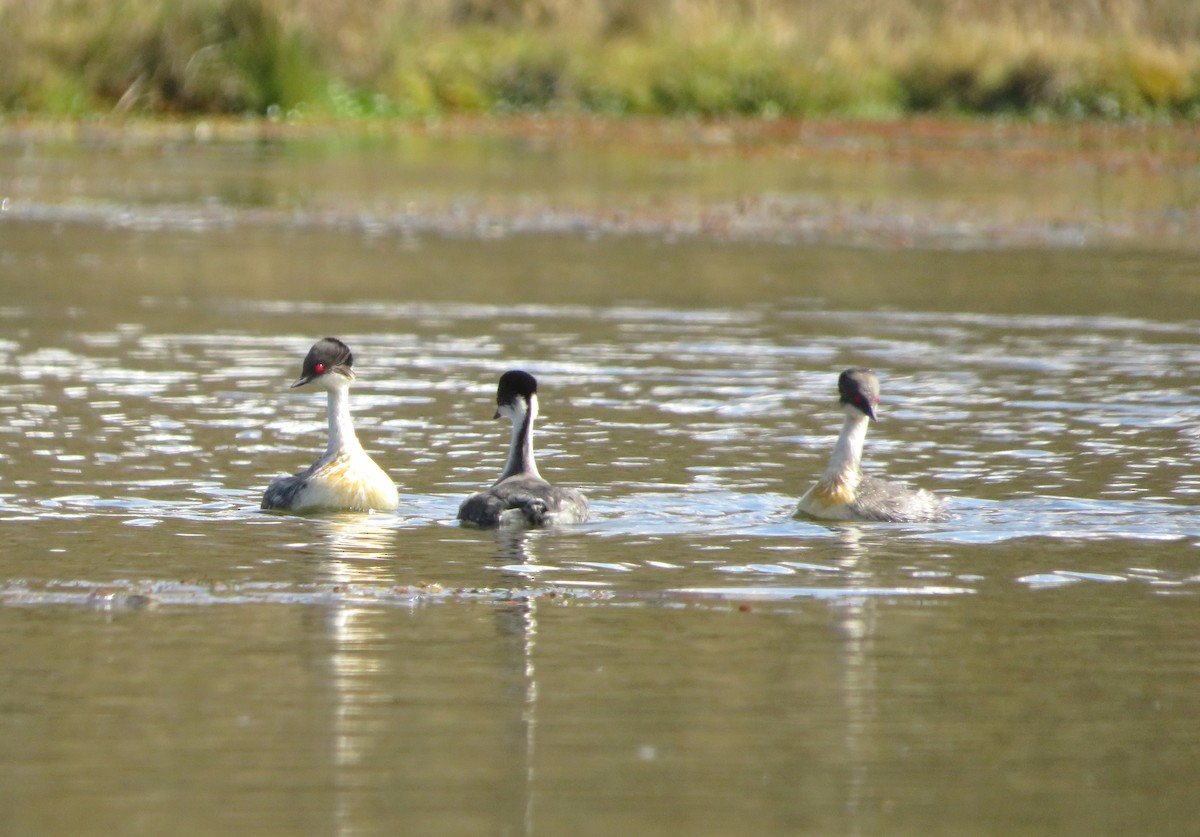 Txilinporta hauskara - ML646985000