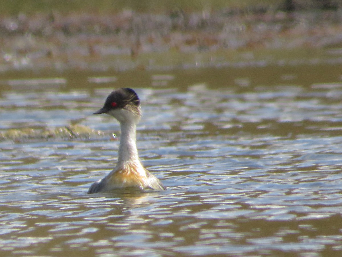 Txilinporta hauskara - ML646985001