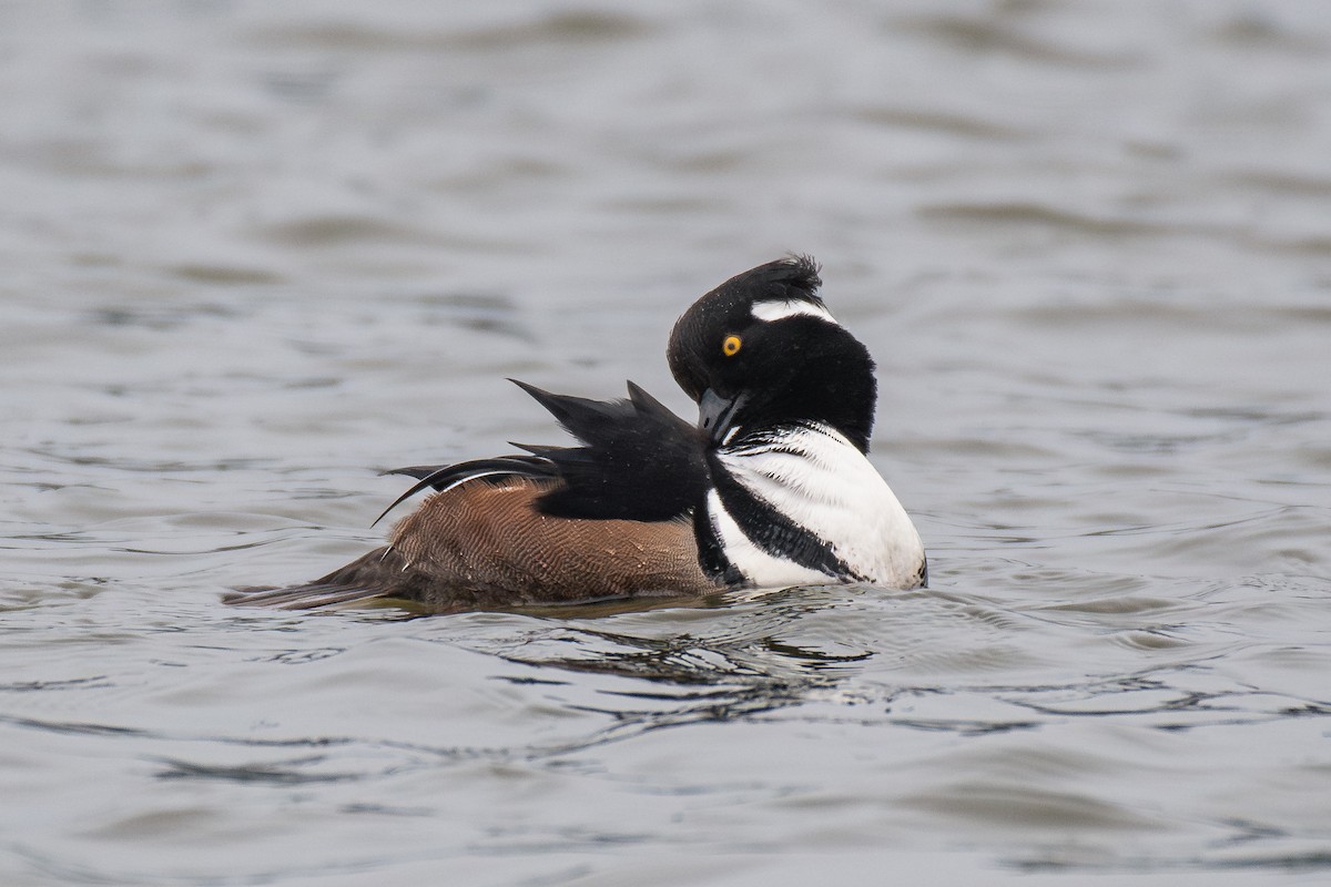 Hooded Merganser - ML646985002