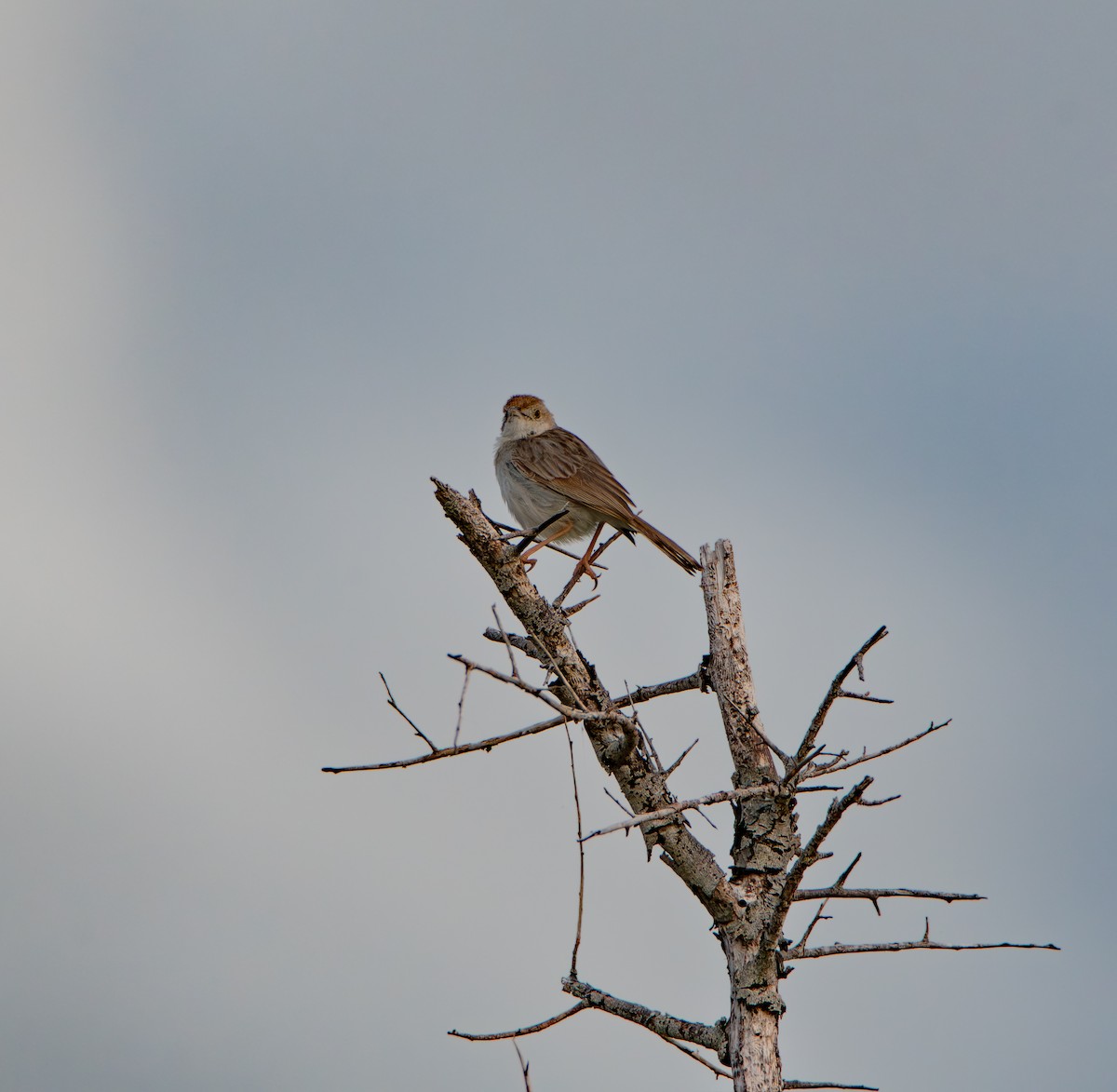 アフリカセッカ - ML646985003