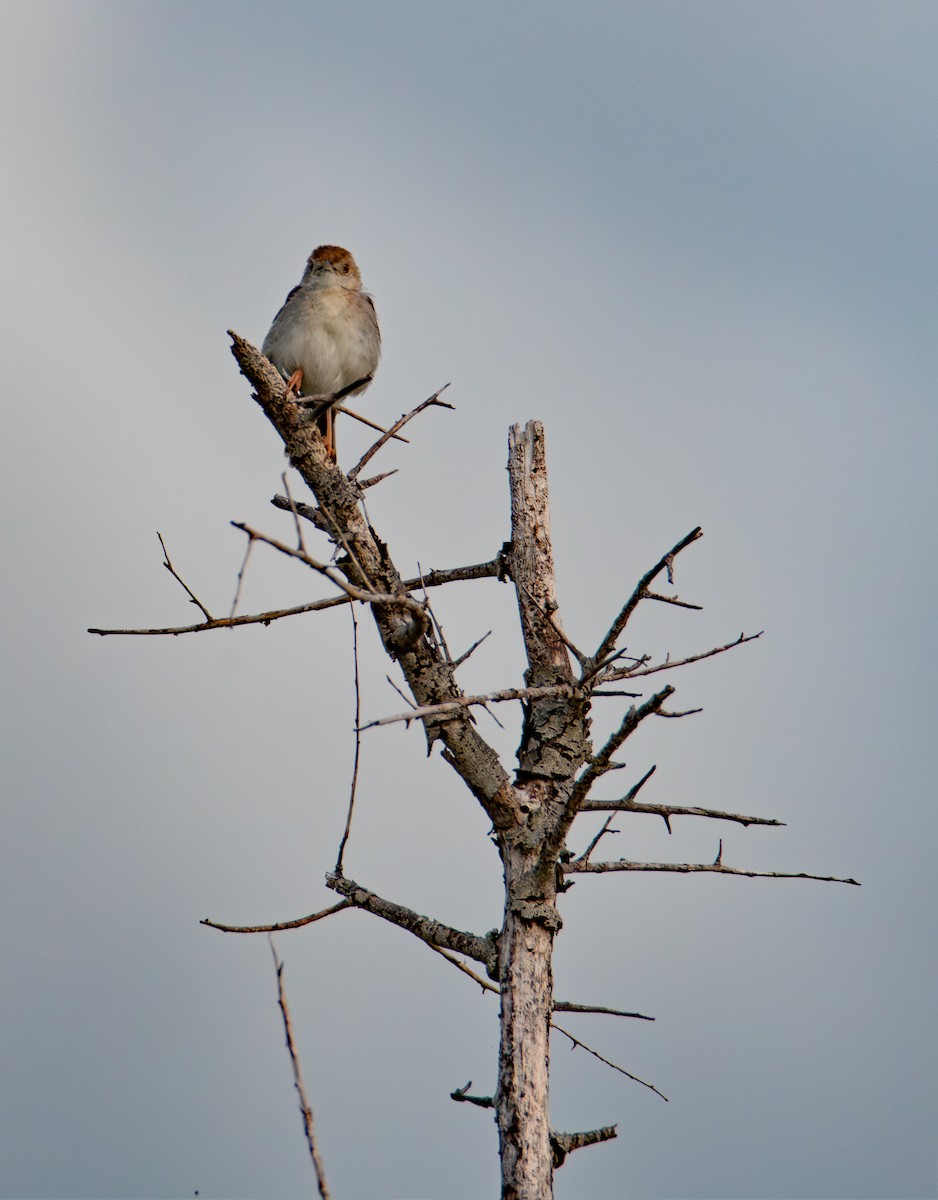 アフリカセッカ - ML646985005