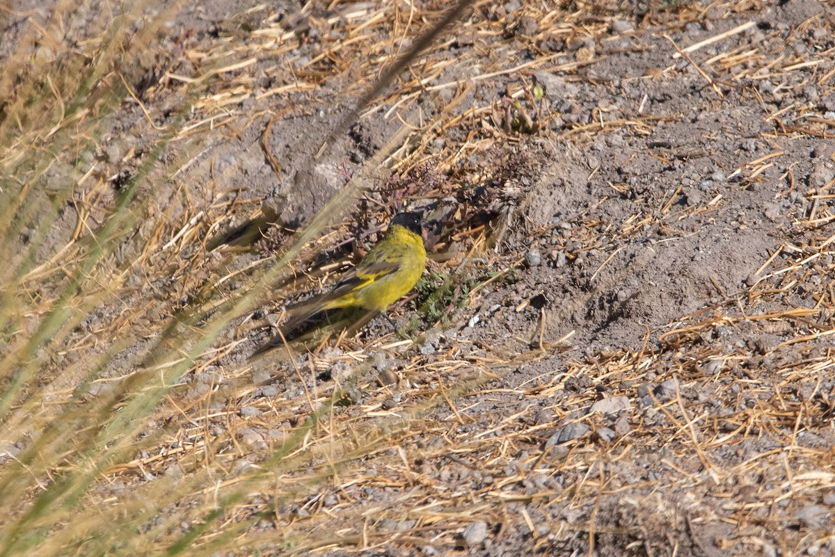 Hooded Siskin - ML646985006